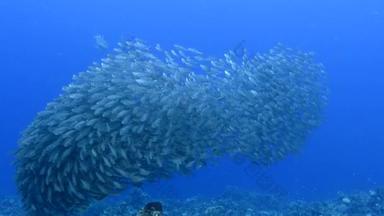 库拉索岛加勒比海珊瑚礁绿松石水中的鱼群鱼饵球